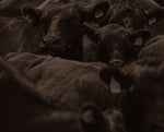 Six Brothers Beef Company